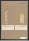 Navicula subampliata Ehr. (de-Toni-Nr.: Genus 1, Species 573) Zeichnungen Sammlung Grunow Nr. 1137 (NHMW-BOT-W0367714)
